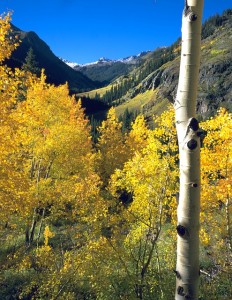 aspen-669294_640